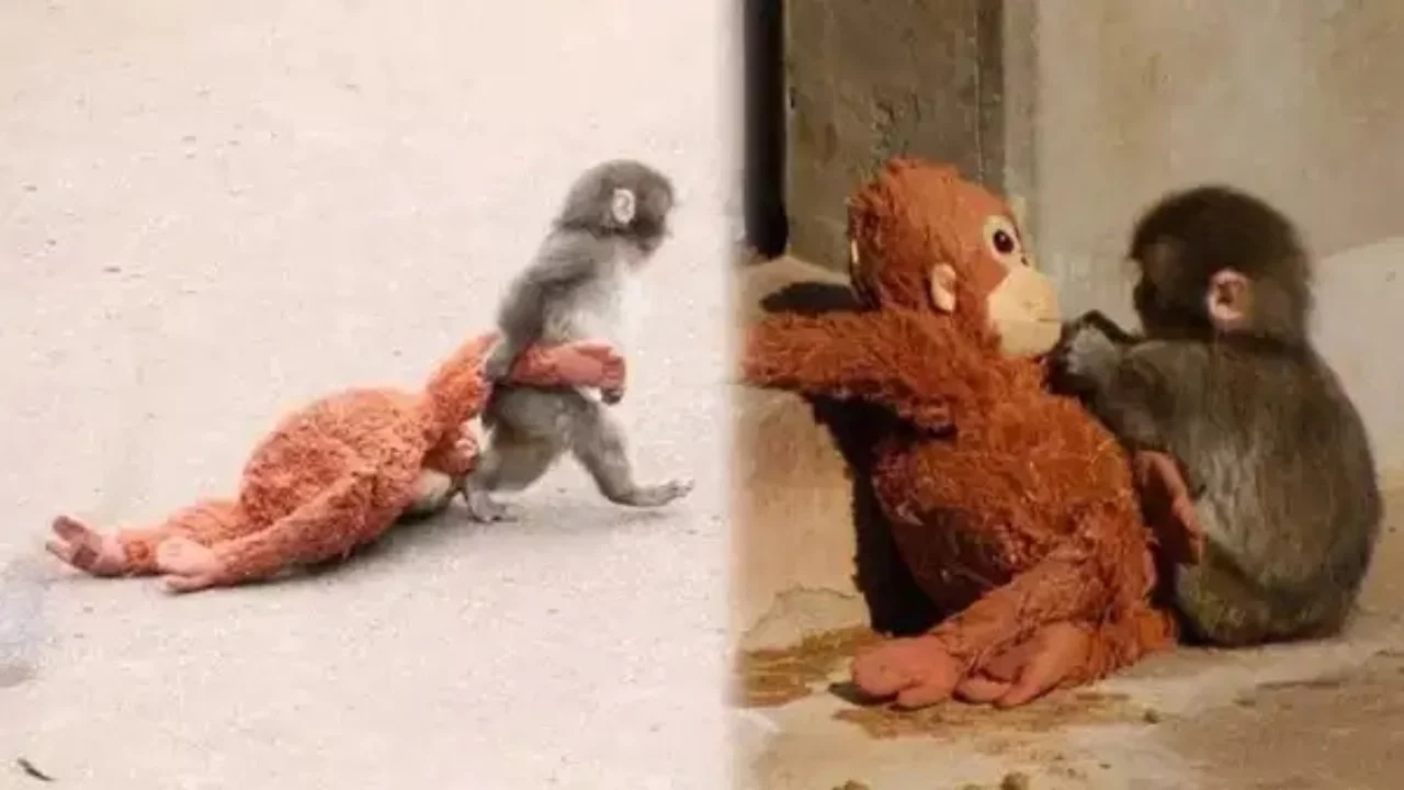 Maymun Punch, sürüdeki yaşlı maymunlar tarafından gölete atıldı