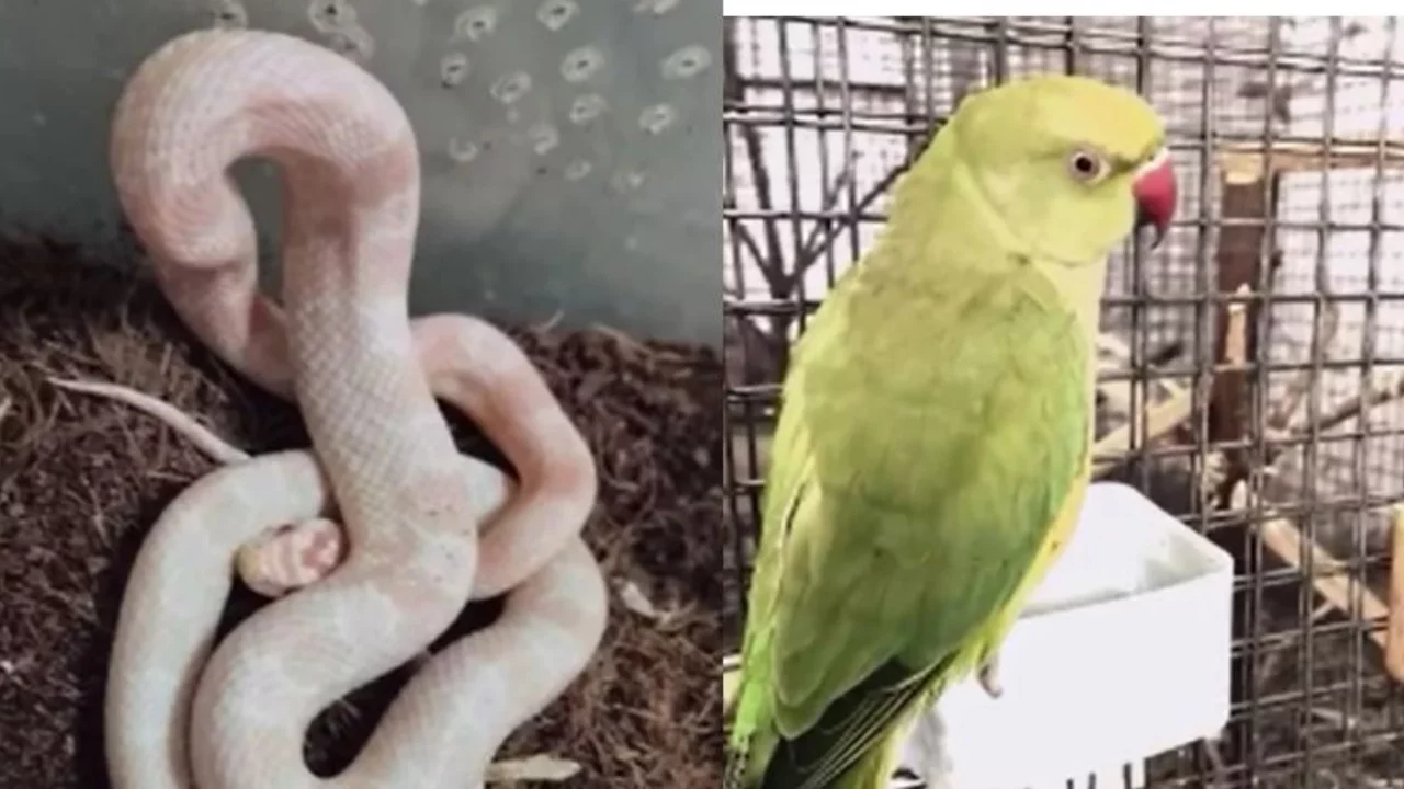 Bursa'da satışı yapılan 2 papağan ve Mısır yılanı koruma altına alındı