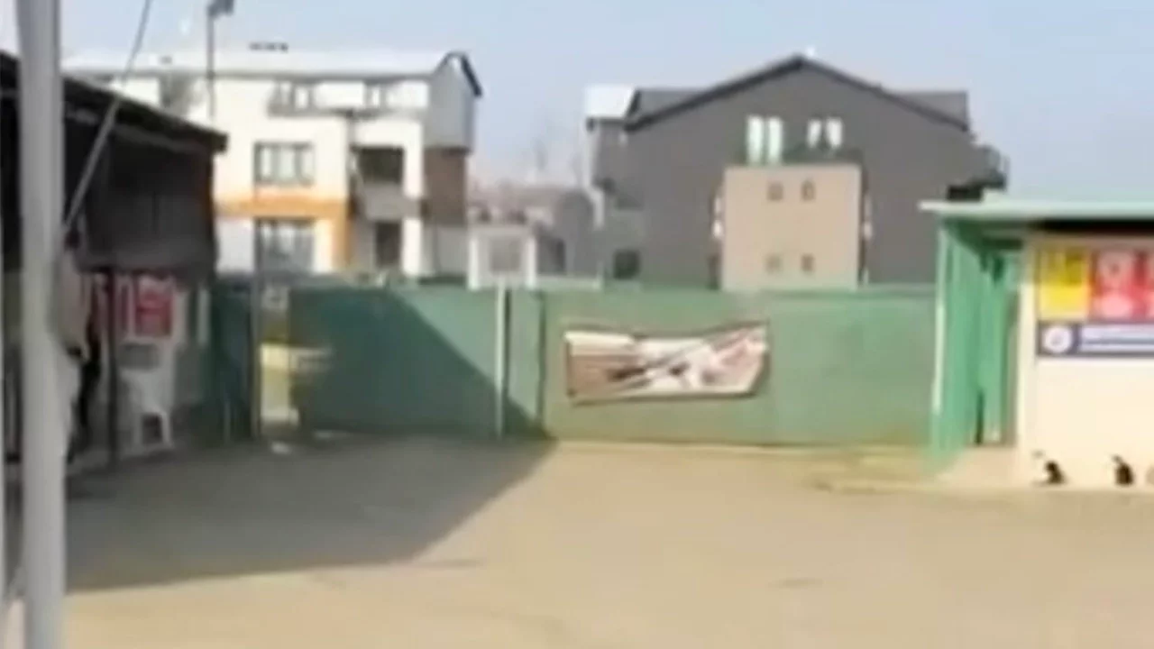 Gemlik'te barınak önünde toplanan hayvanseverler içeri alınmadı