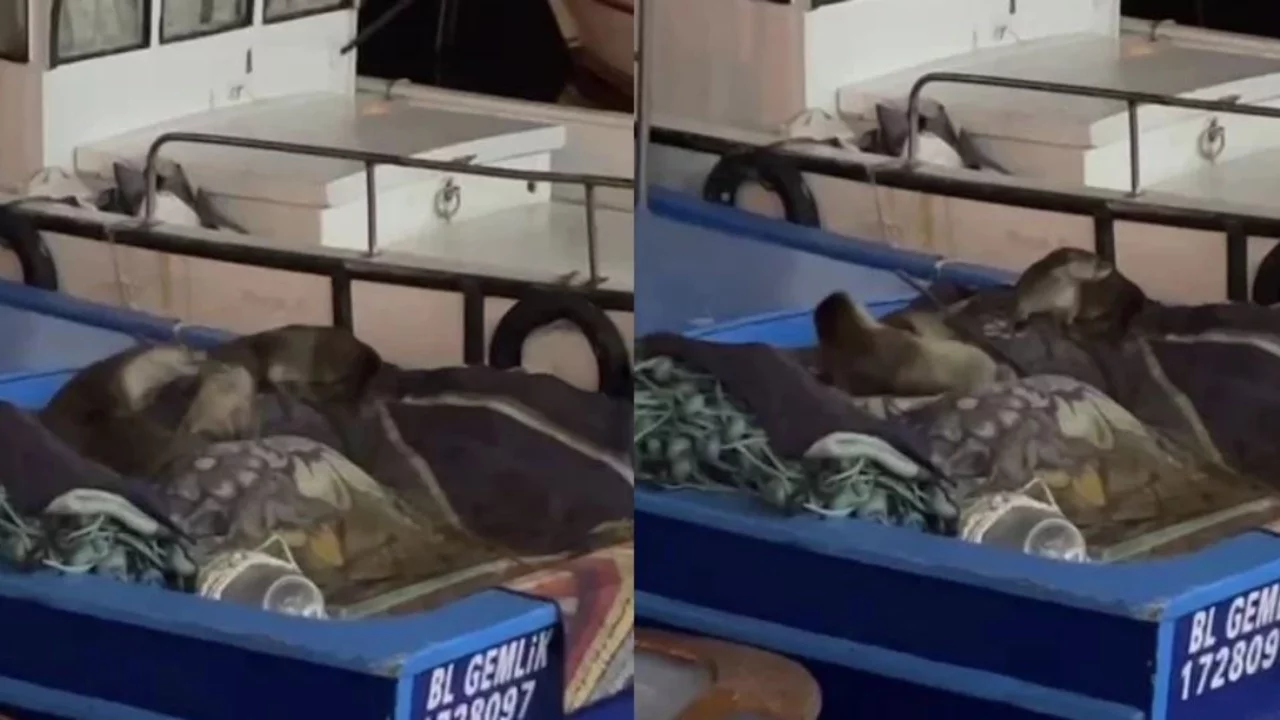 Gemlik limanında gece sürprizi: Anne su samuru ve yavruları tekneye sığındı