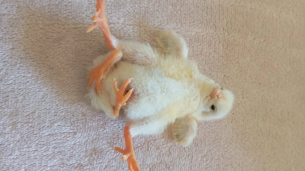 Diyarbakır'da dört ayaklı civciv şaşırttı