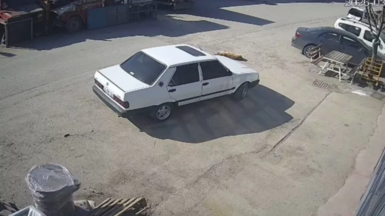 Vicdansız sürücü "pes" dedirtti! Yolda yatan köpeği ezdi, arkasına bakmadan uzaklaştı