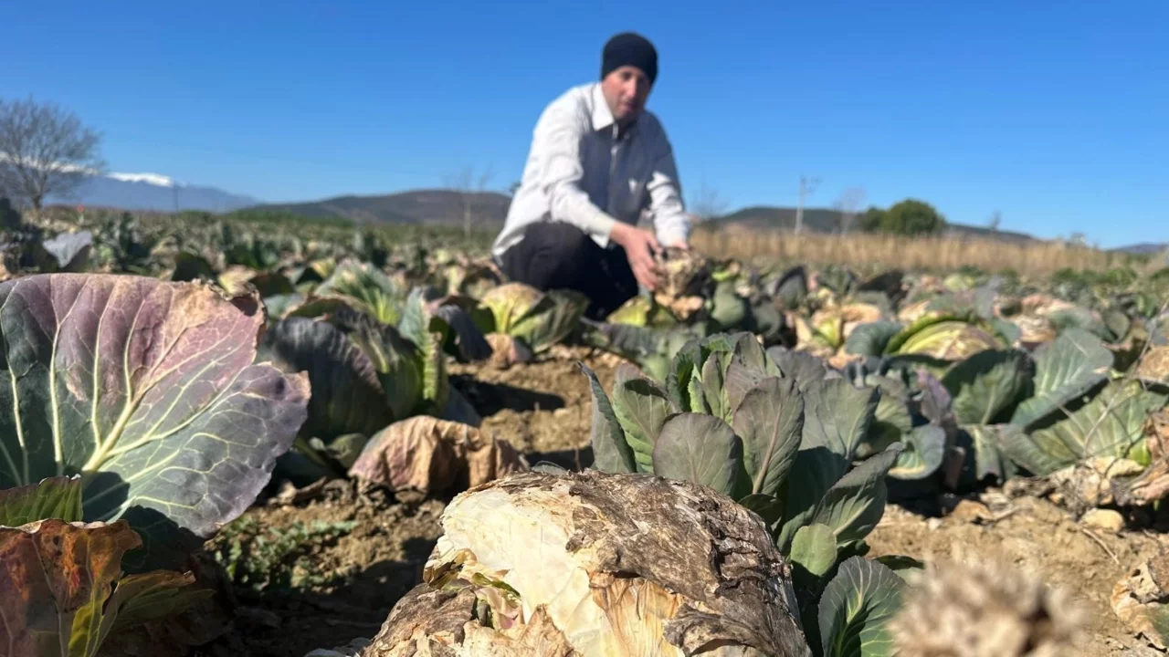 Bursa'da üretici isyanı! Yüz binlerce lahana tarlada kaldı...