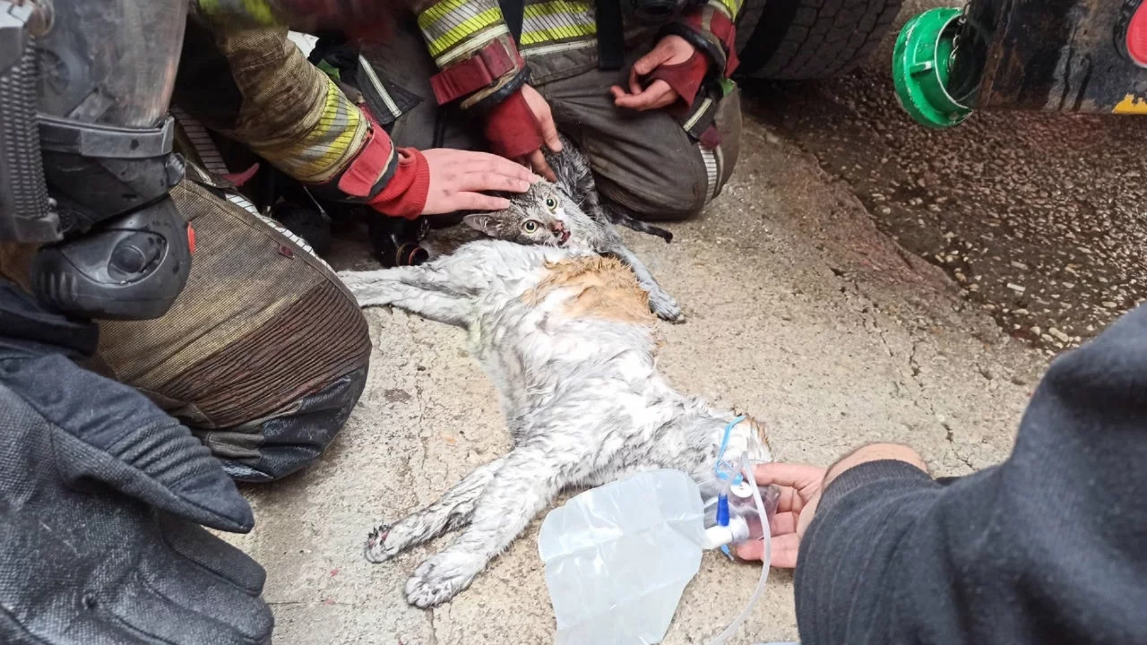 Ankara'da yangından etkilenen kediler kalp masajı ile hayata döndürüldü