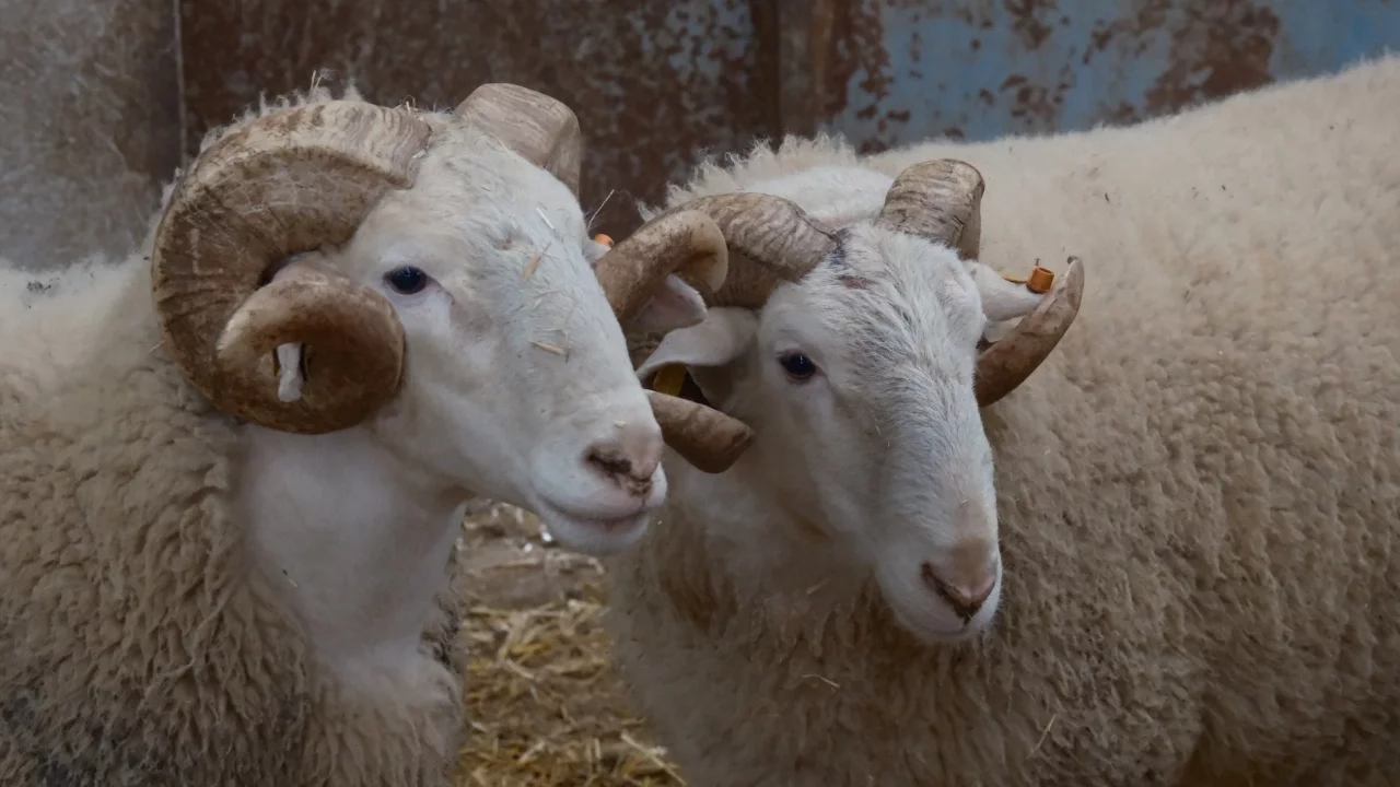 Türkiye'nin en değerli koçları açık artırma usulüyle rekor fiyatlara satılıyor
