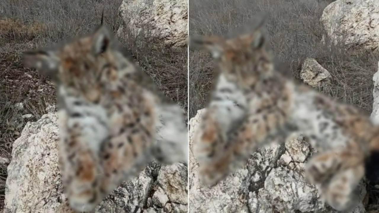 Doğada nadir görülen vaşak ölü olarak bulundu