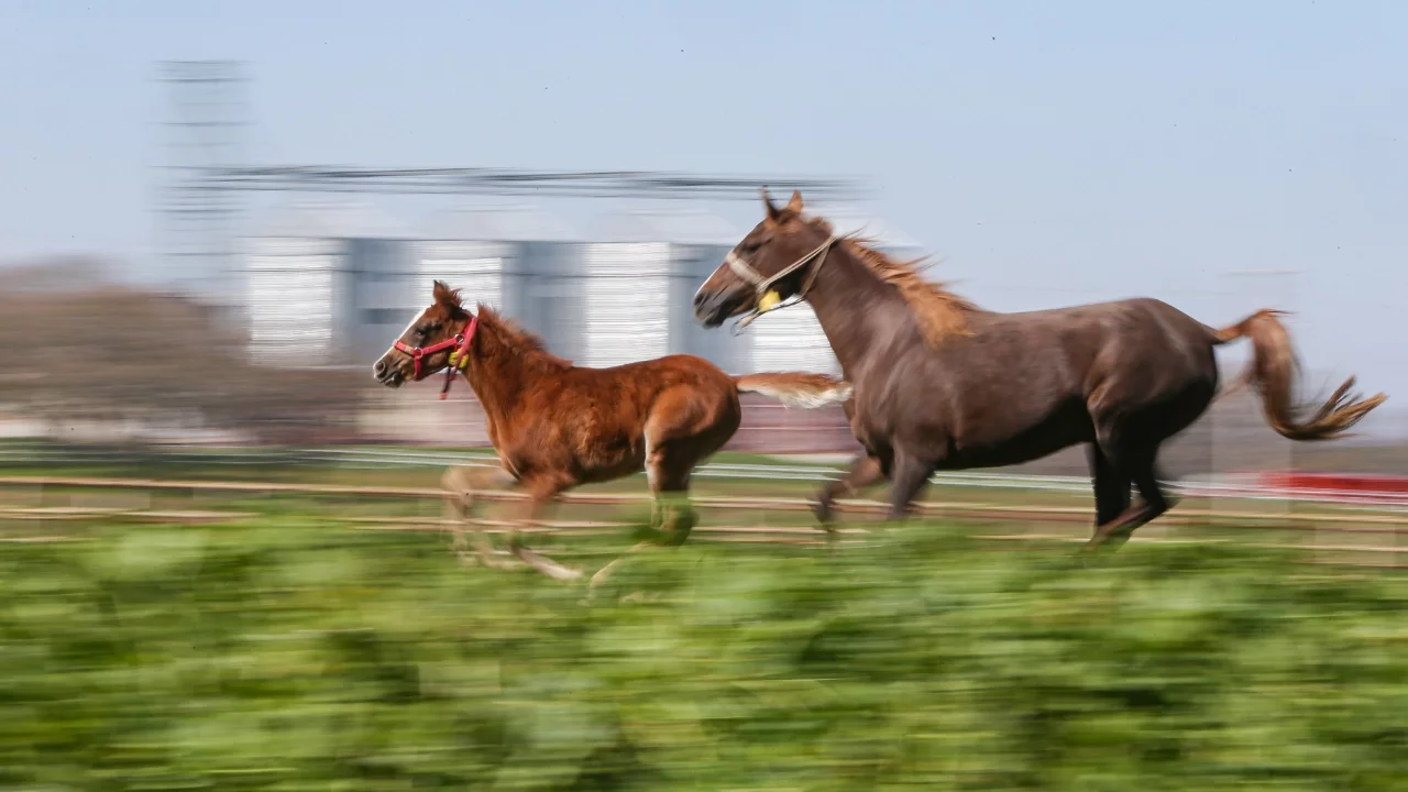 Bursa'da şampiyon adayı taylar dünyaya gözlerini açıyor