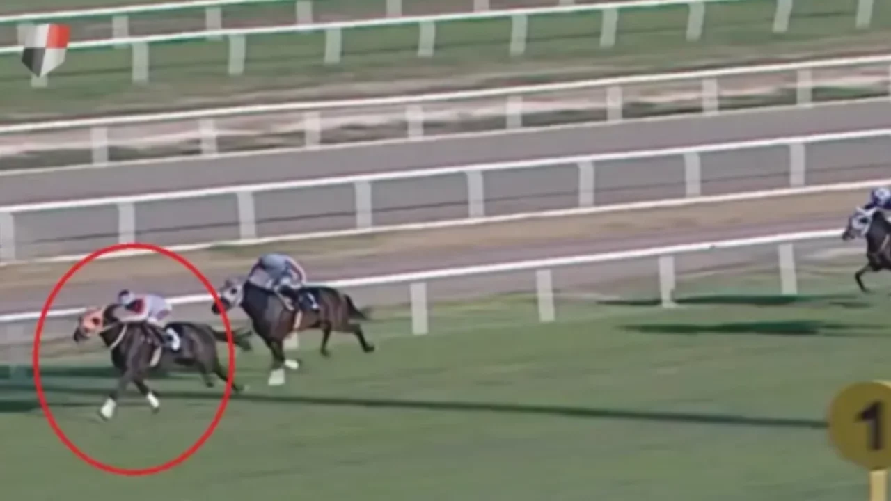 Kesilen yarış atı Meclis gündeminde