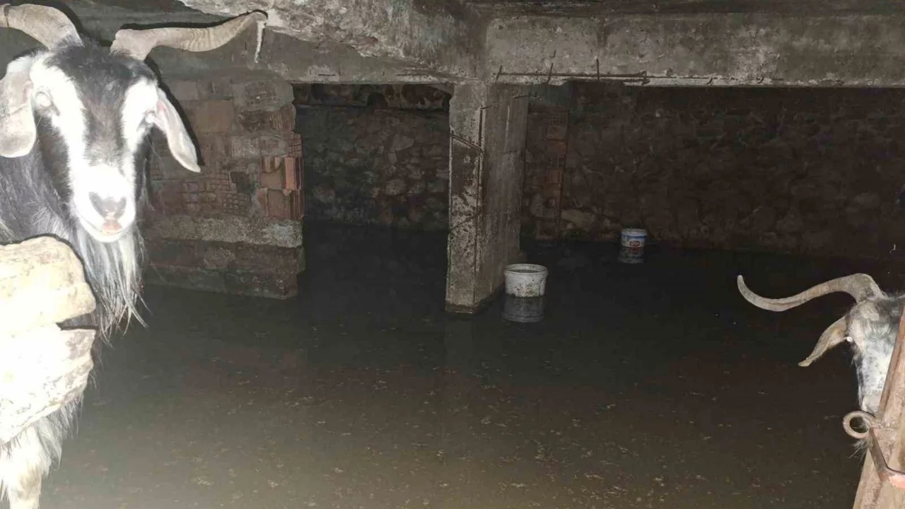 Bingöl'de sel ahırı bastı, 12 keçi ekipler tarafından kurtarıldı