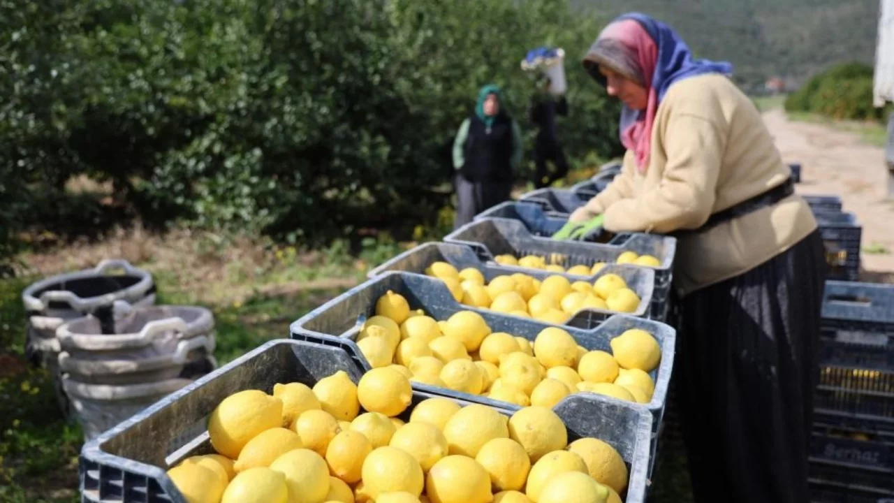 TÜİK verilerine göre limonda üretici fiyatları yıllık yüzde 410 yükseldi