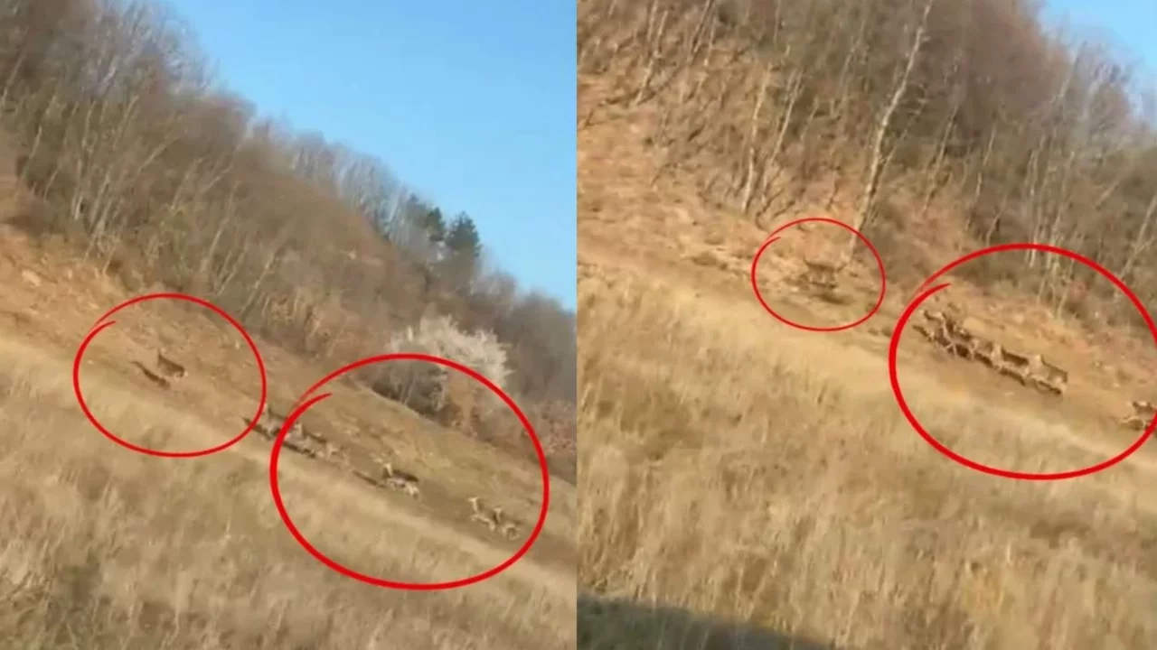 Bursa'da geyik sürüsü kameraya takıldı
