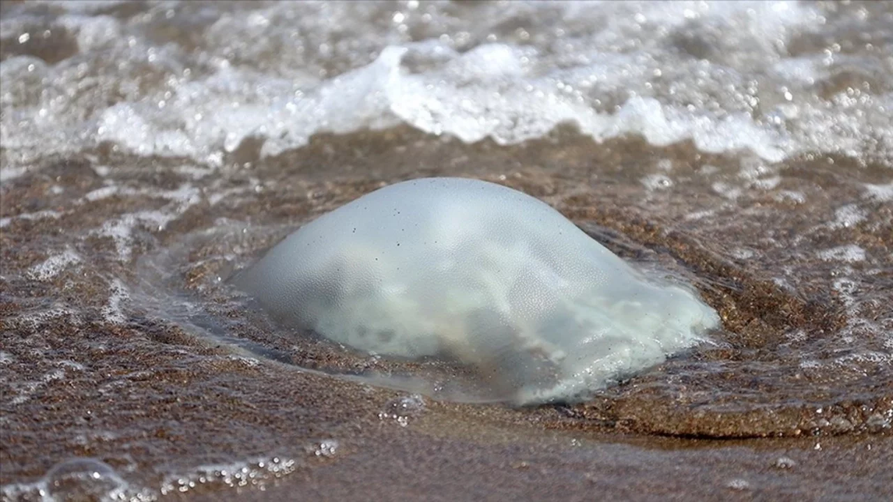 Antalya Körfezi'nde dev denizanası alarmı