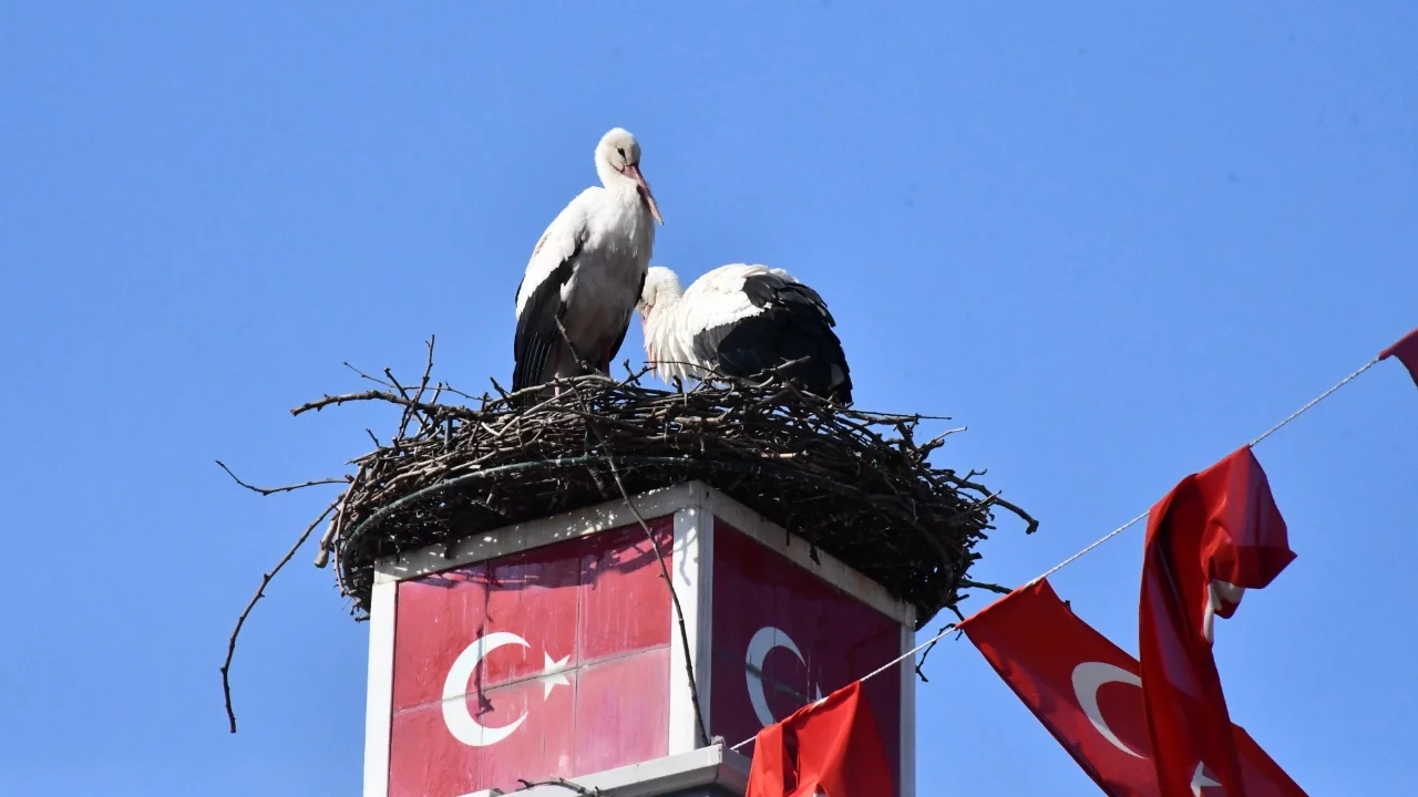 Yuva yapacak alan bulamayan leylekler yeniden İznik'te buluştular