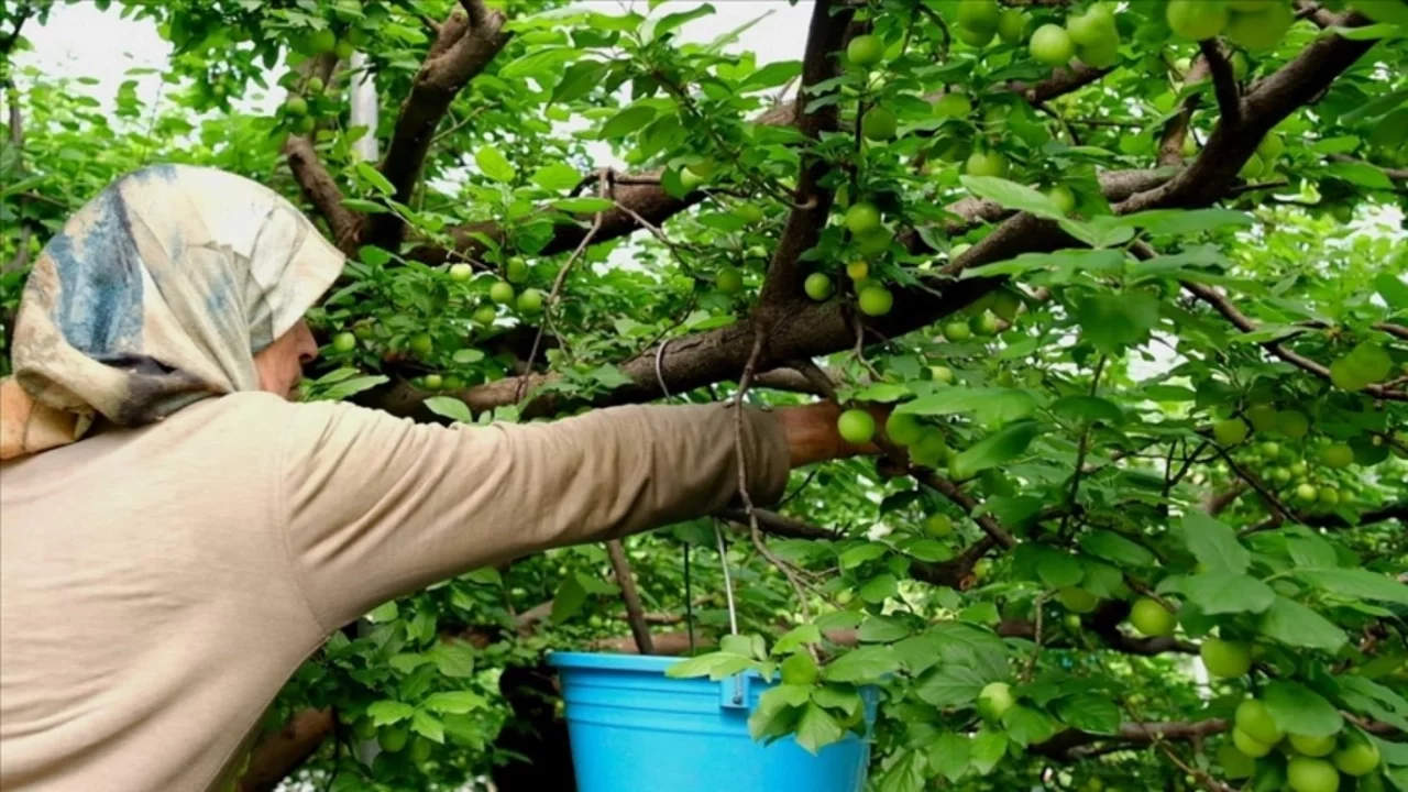 Mersin'de yılın ilk eriklerinin hasadı sürüyor