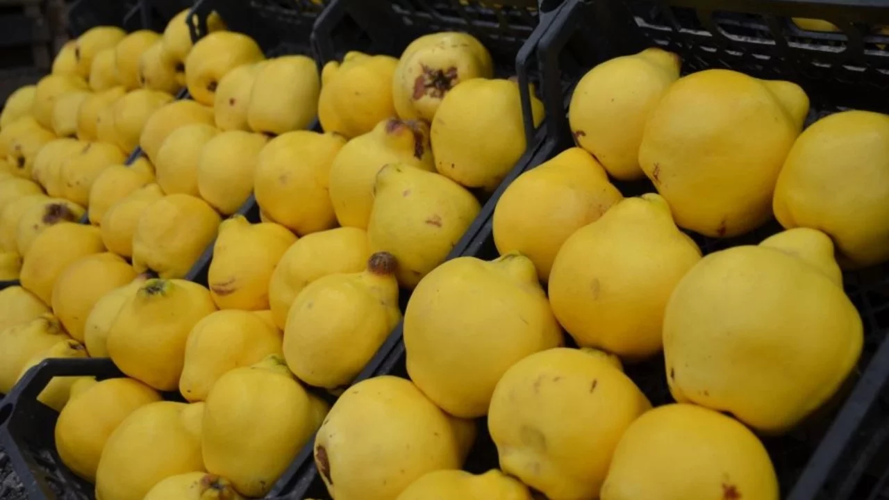 Bursa'da ayvanın kilosu 300 liraya dayandı