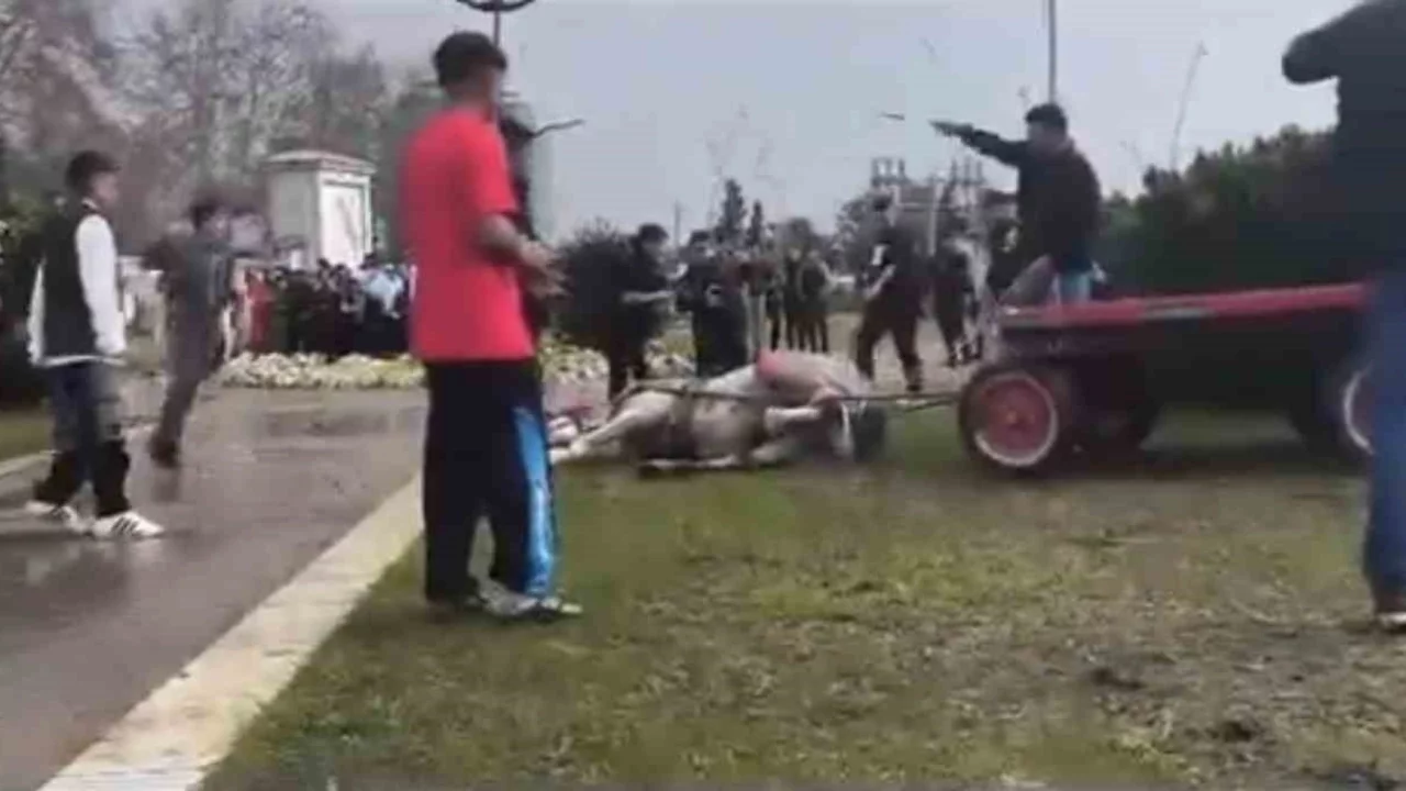 Adana'da insanlık dışı olay: Atını sopa ve tekmeyle bayılttı