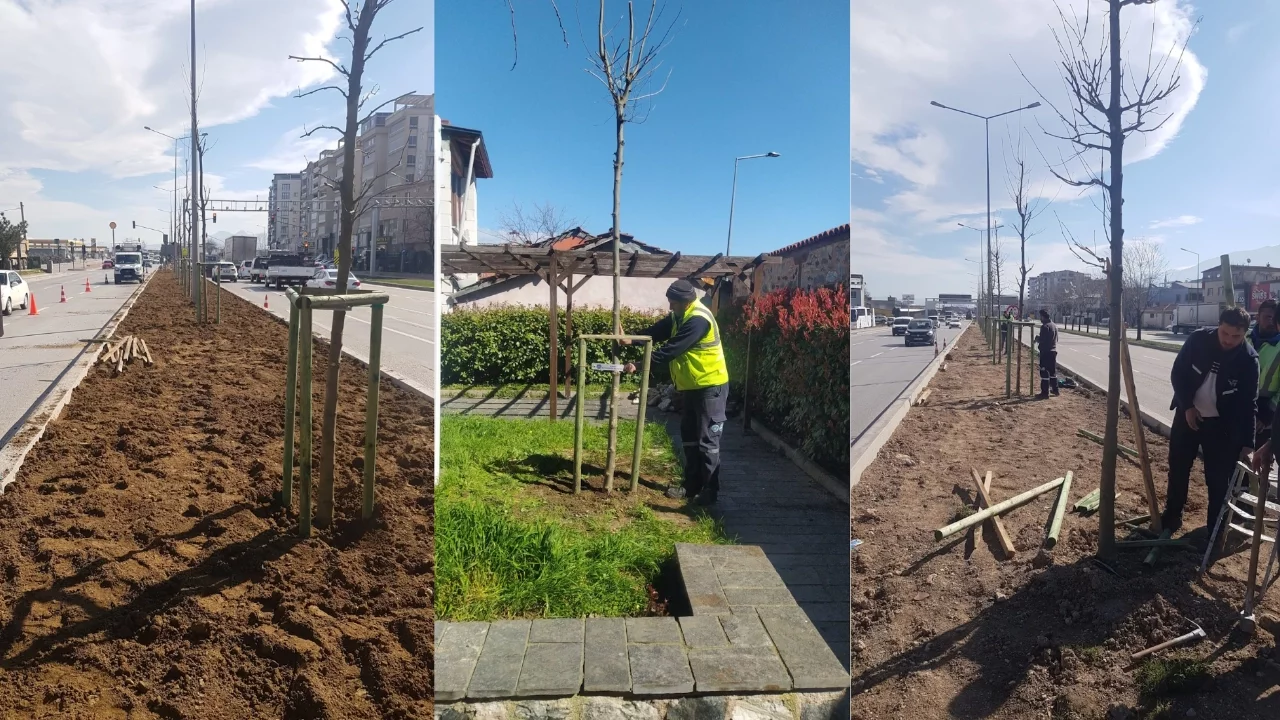 Bursa, 700. yılında 700 çınarla geleceğe kök salıyor