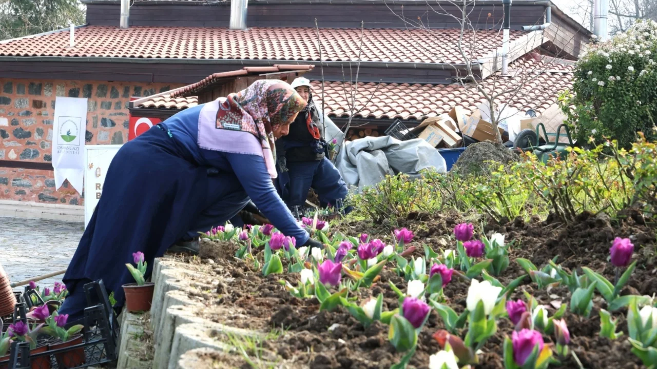 Osmangazi'de 470 bin çiçek toprakla buluşacak