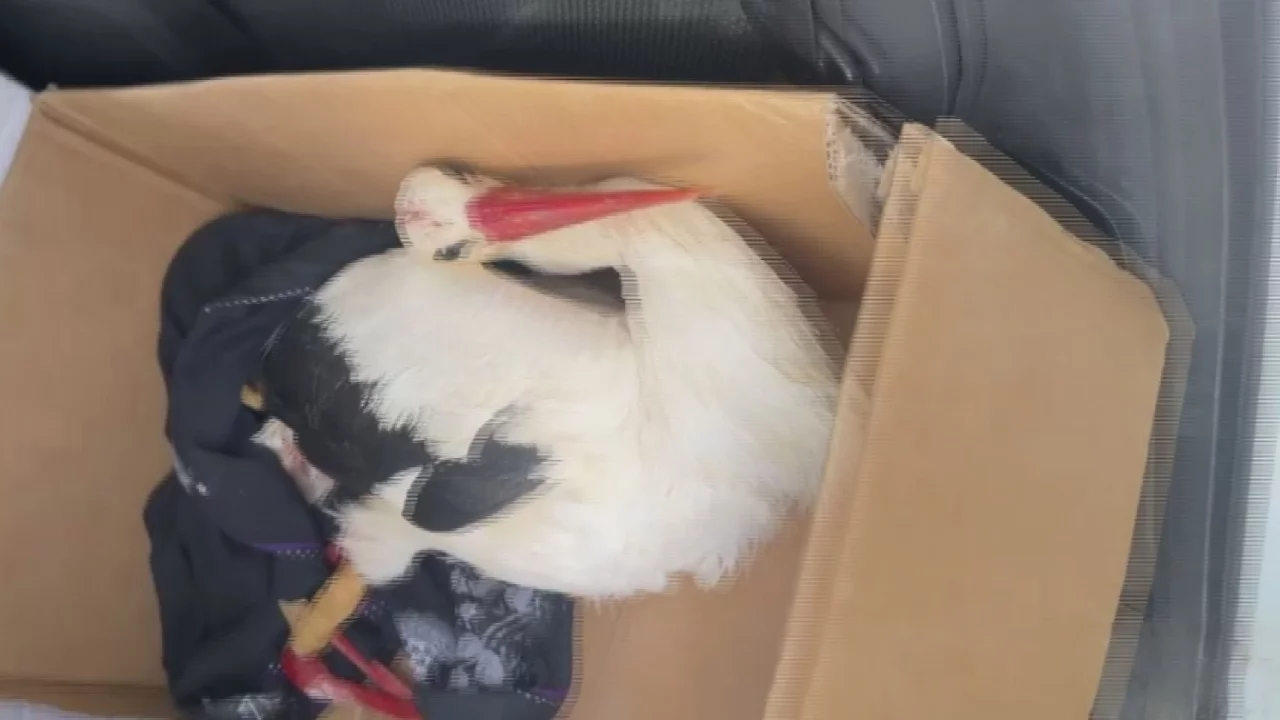 Göç yolundaki leyleklere av tüfeğiyle ateş ettiler