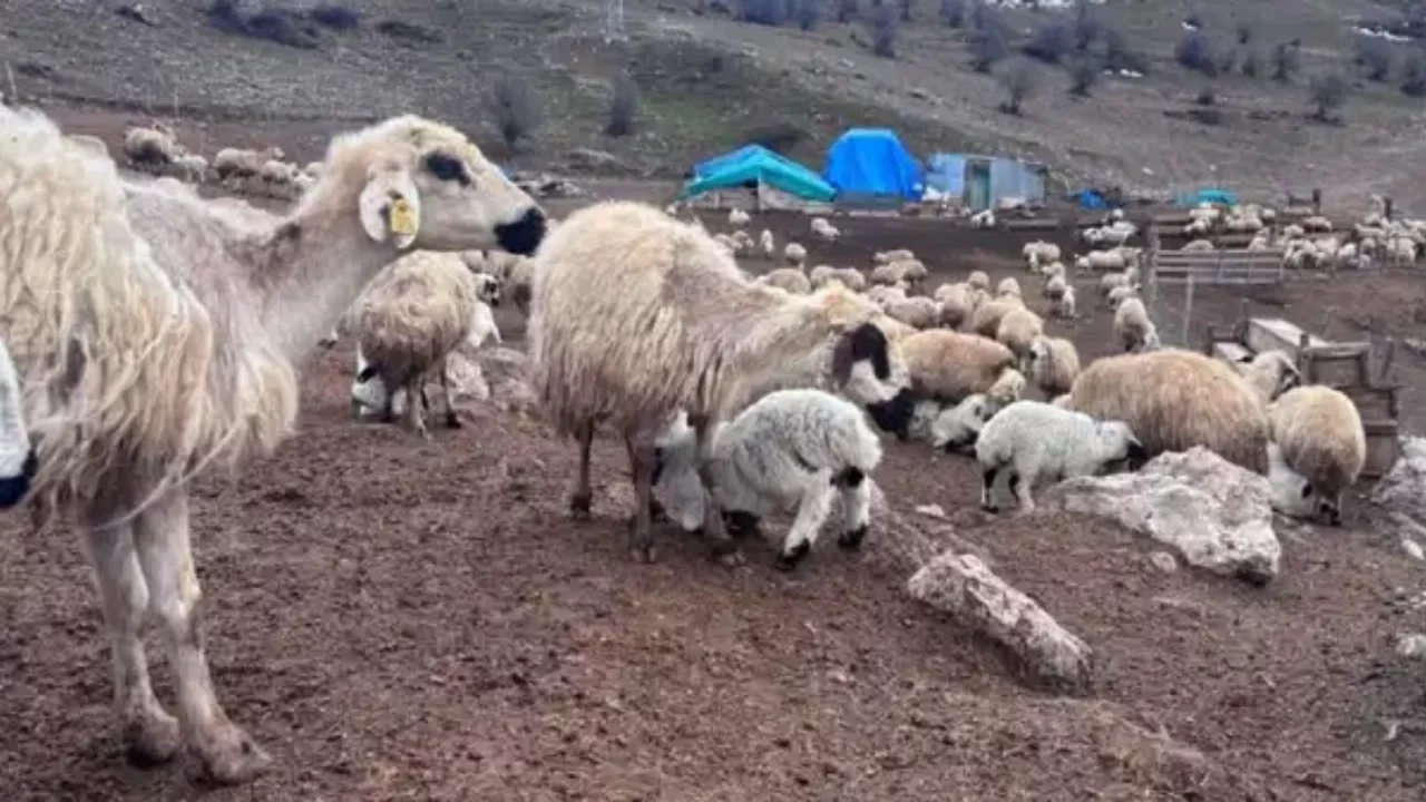 Erzincan'da gizemli hastalık! Kuzular belirti göstermeden bir anda ölüyor