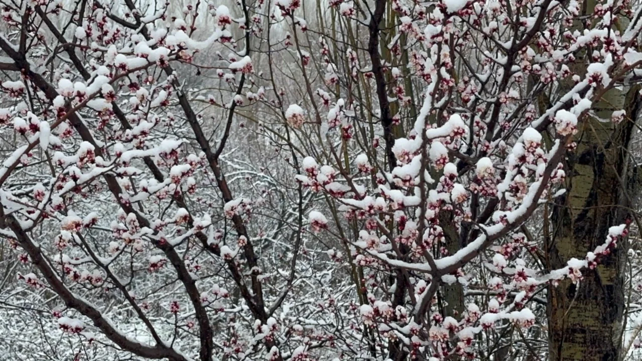 Afyonkarahisar ve Kütahya'da badem ve kayısı çiçekleri kar altında kaldı