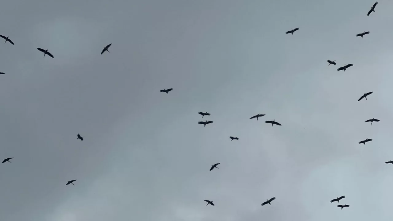 "Bolluk" müjdecisi leylek sürüsü Bursa semalarında süzülürken görüntülendi