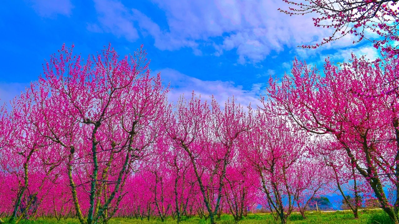 Bursa'da kartpostallık manzara! İznik'te bahar çiçekleri mest etti