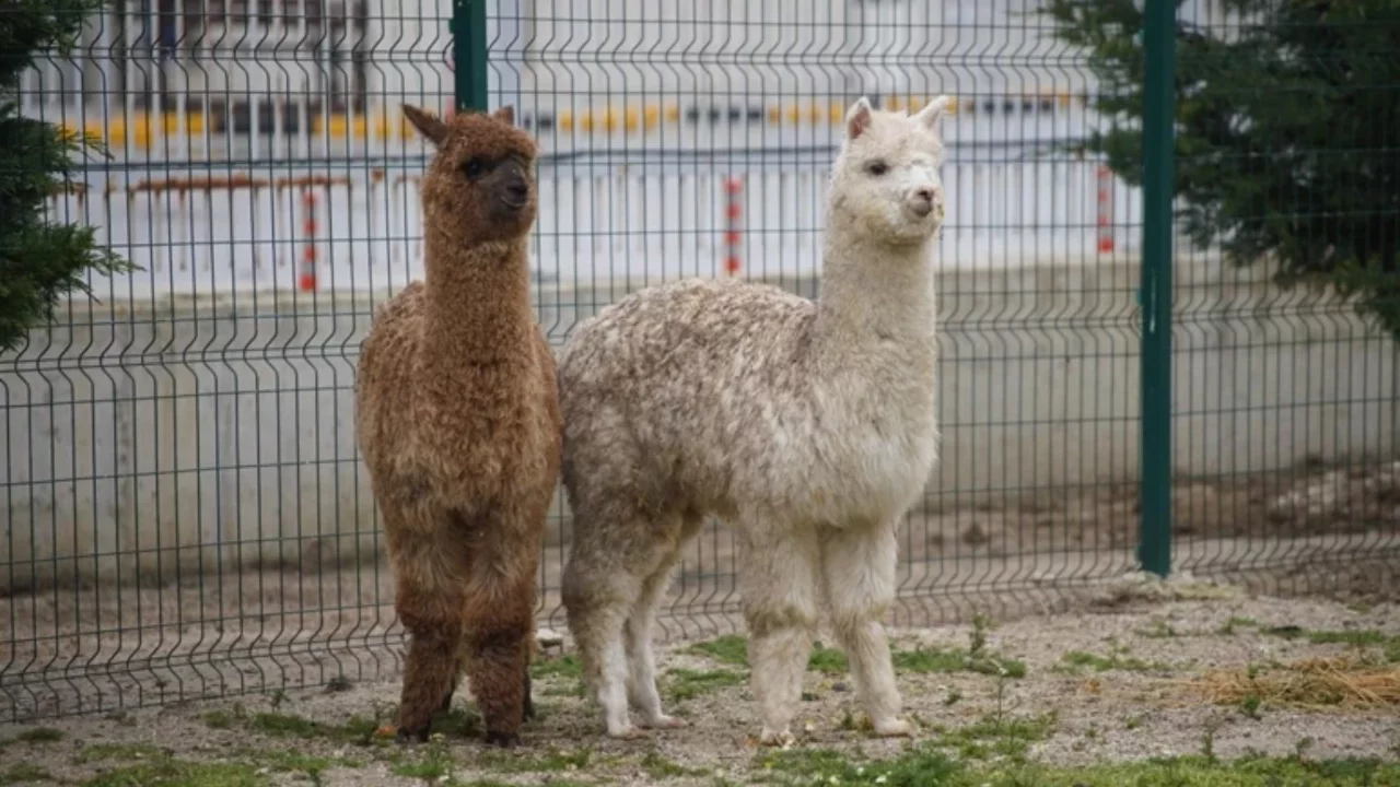 Sınırda aralarında alpakaların da olduğu cins hayvanlar ele geçirildi