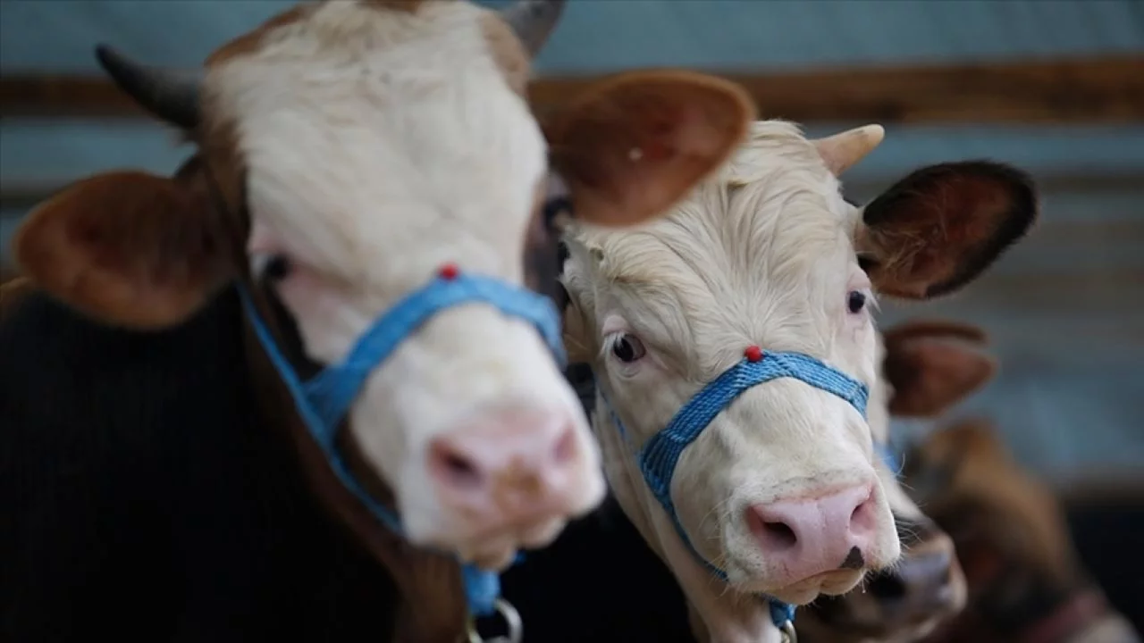 Kütahya'da "şap" alarmı: 15 köy karantinada