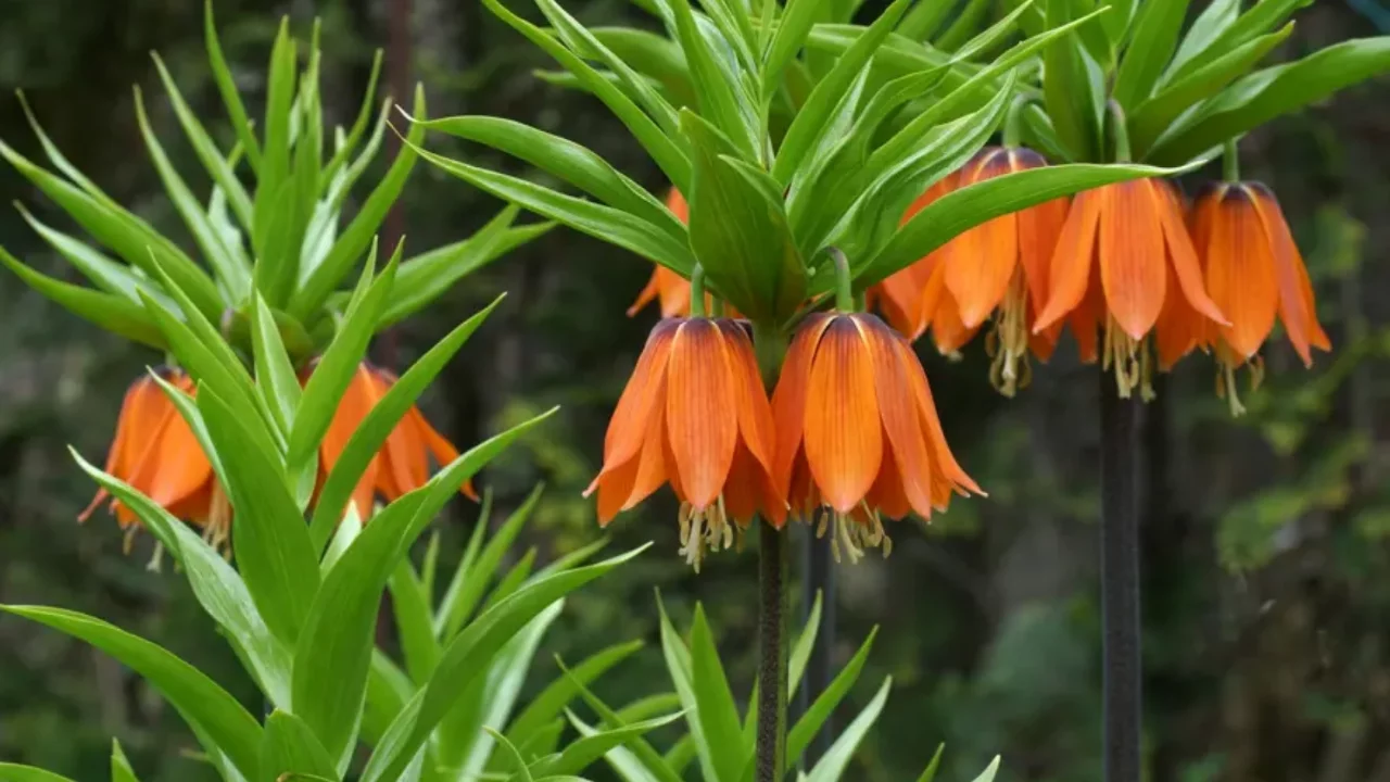 Bu çiçeği koparmanın cezası ikinci el araba fiyatını geçiyor
