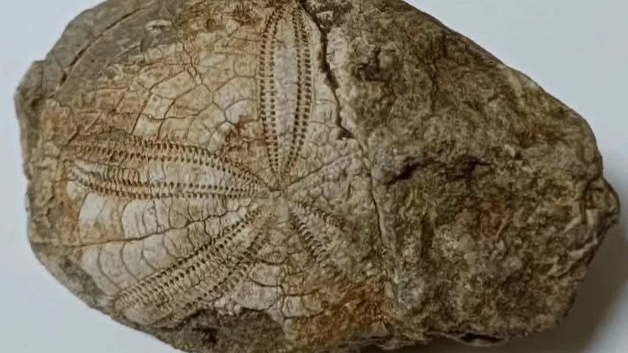 Doğa yürüyüşü sırasında milyonlarca yıllık fosil bulundu