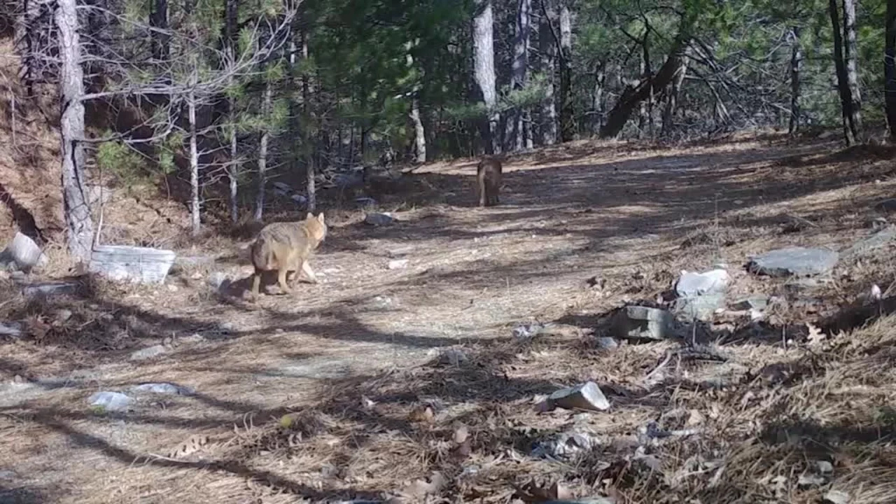 Uludağ'da 2 çakal fotokapana yakalandı
