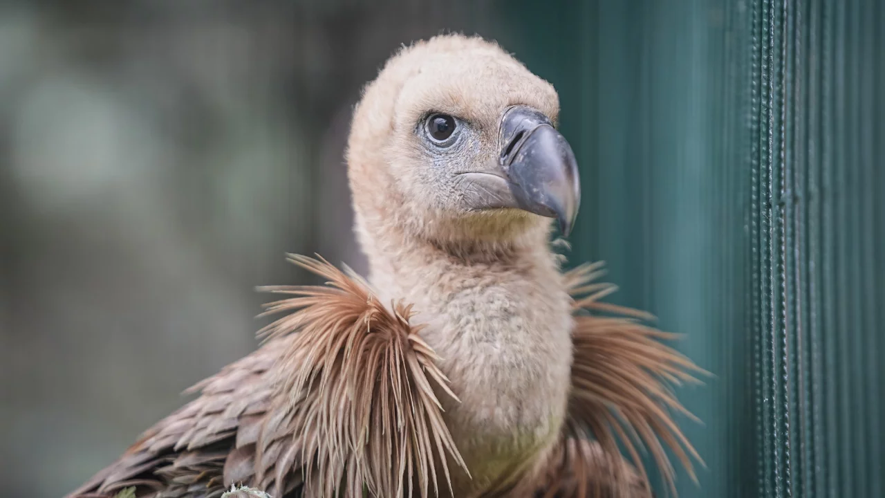 Bursa'da yaralı bulunan kızıl akbaba yeniden uçmaya hazırlanıyor