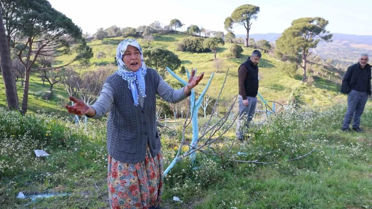 Bir gecede yüzlerce incir ve zeytin ağacını kesip ortadan kayboldular
