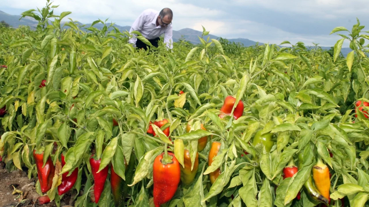 Yenişehir Yağlı Tohumlar Kooperatifi Başkanı Çetin: "Çiftçi umudunu kaybetmedi"