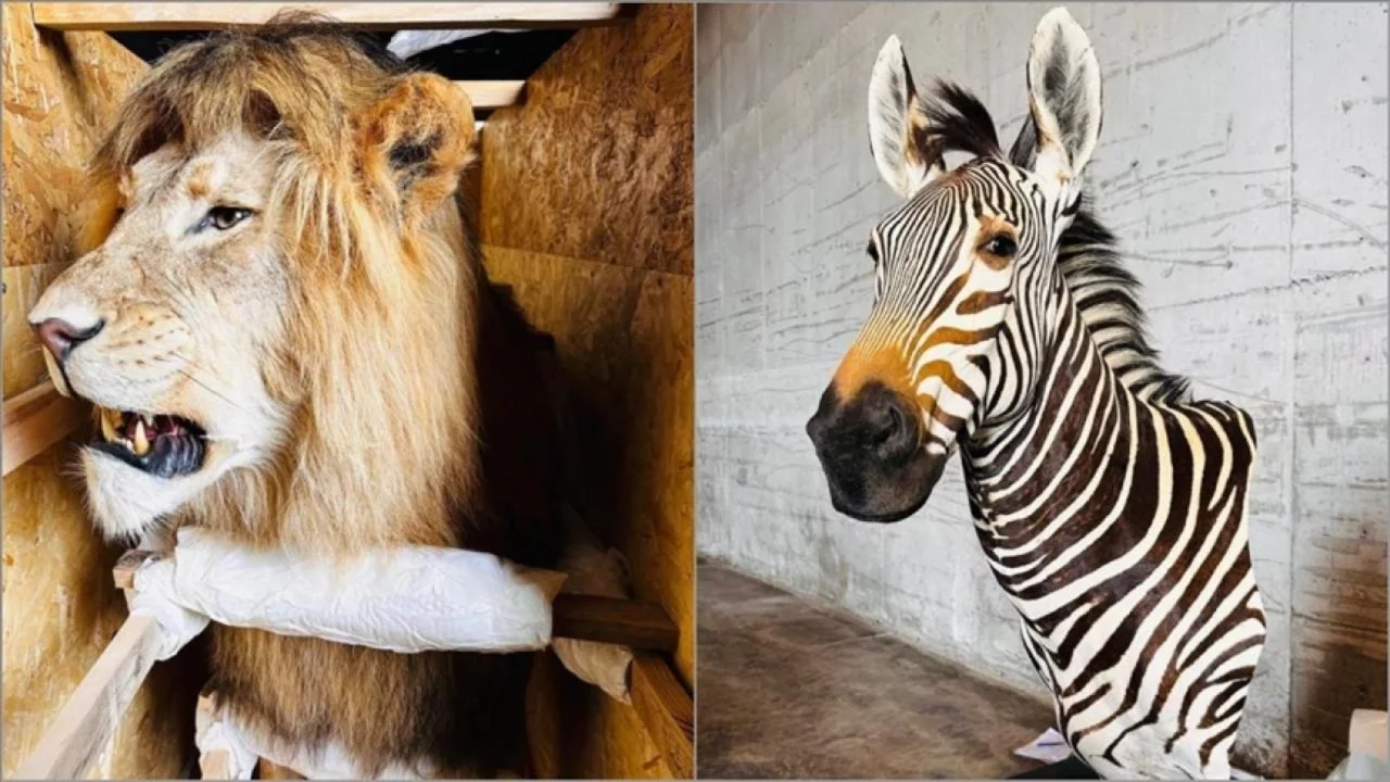 Dubai'den Gürcistan'a kaçakçılık Trabzon'da durduruldu