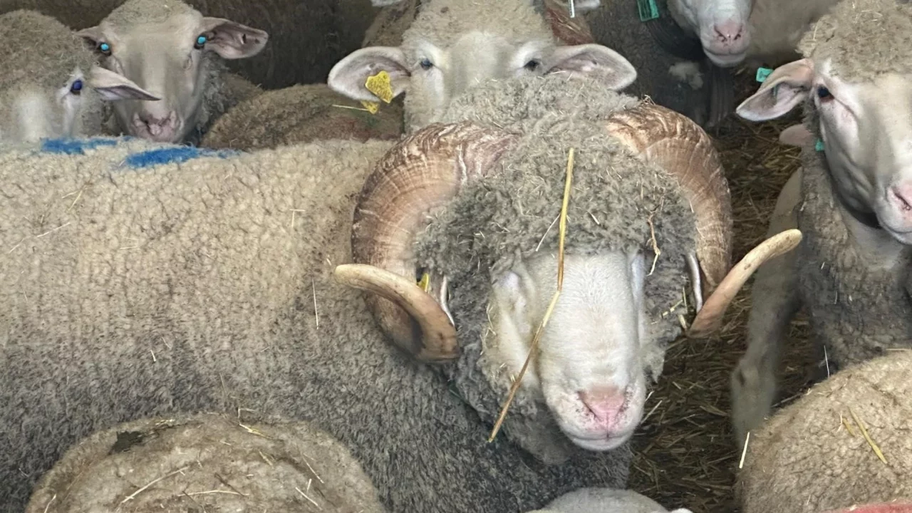 Milyonluk koçun kuzuları için bugünden sıraya girdiler! Bursalı üreticiler de onun peşinde...