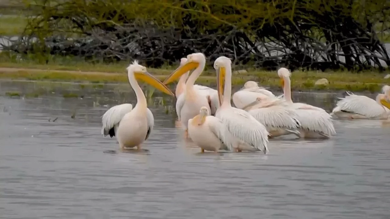 Göç eden pelikanlardan Bursa'da mola
