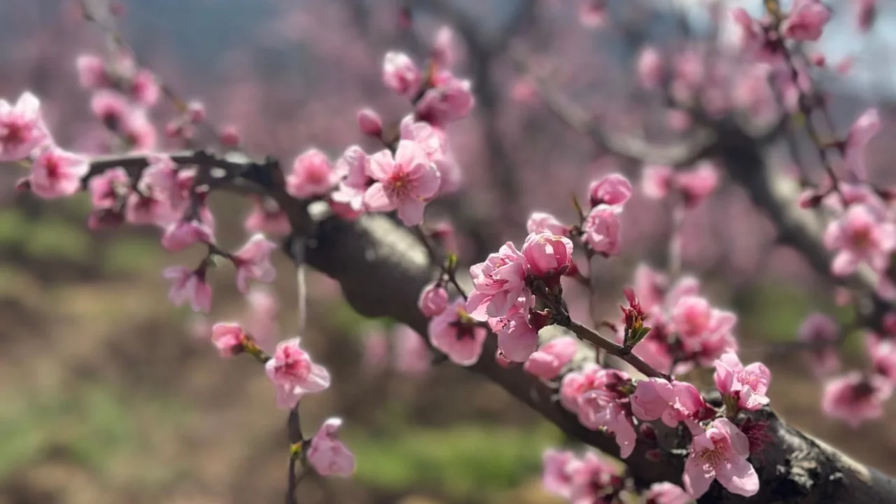Bursa'da doğanın direnişi! Yangının ortasında pembe şölen
