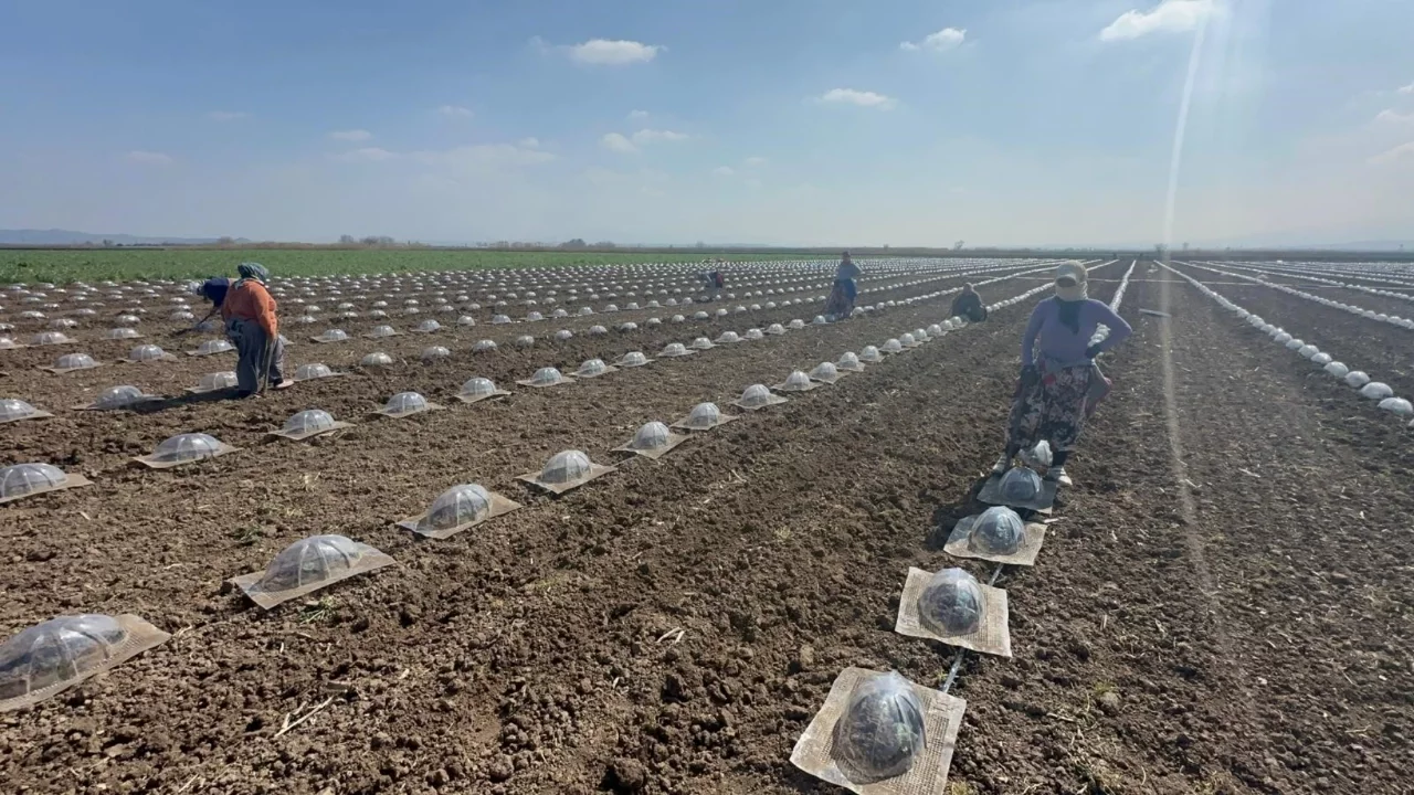 Bursa Karacabey Ovası'nda turfanda karpuz ekimi başladı