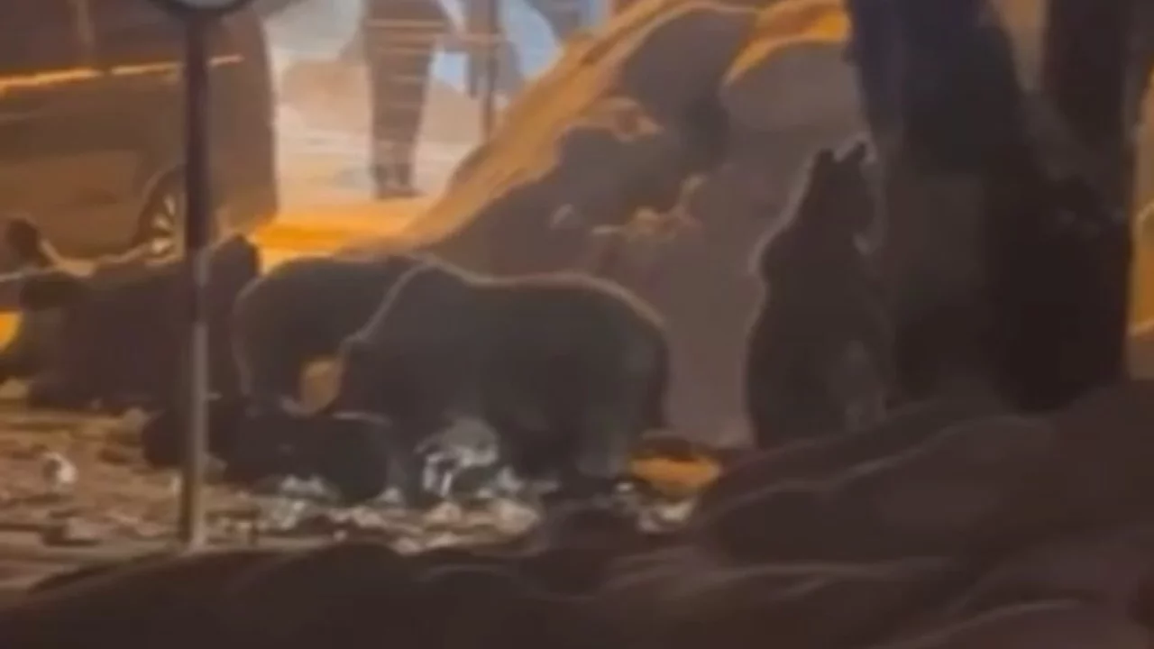 Uludağ'da kış uykusundan uyanan ayı ailesi yerleşim alanlarına indi