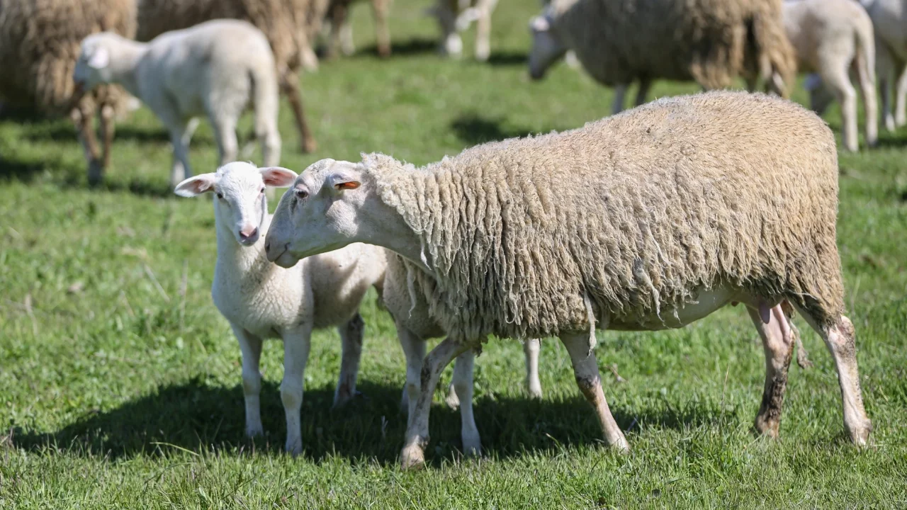 TİGEM'in Karacabey tesislerinde 11 bin kuzunun dünyaya gelmesi bekleniyor