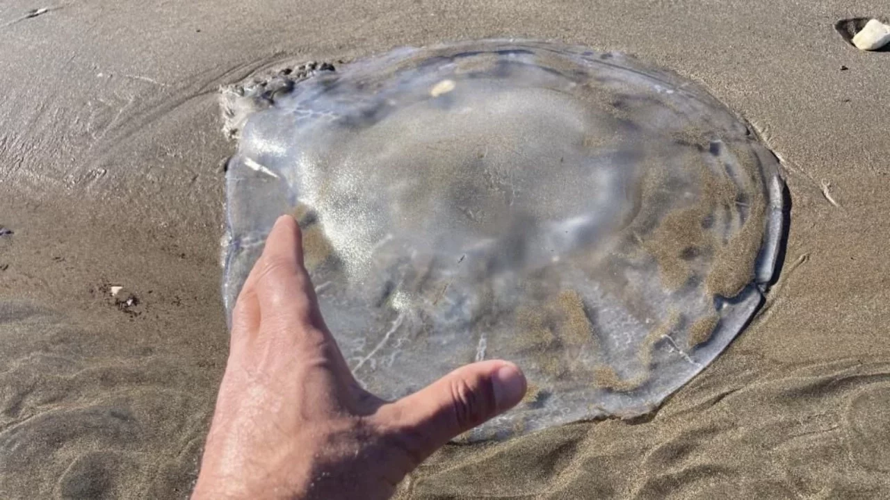 Mersin'in sahillerine çok sayıda zehirli denizanası vurdu