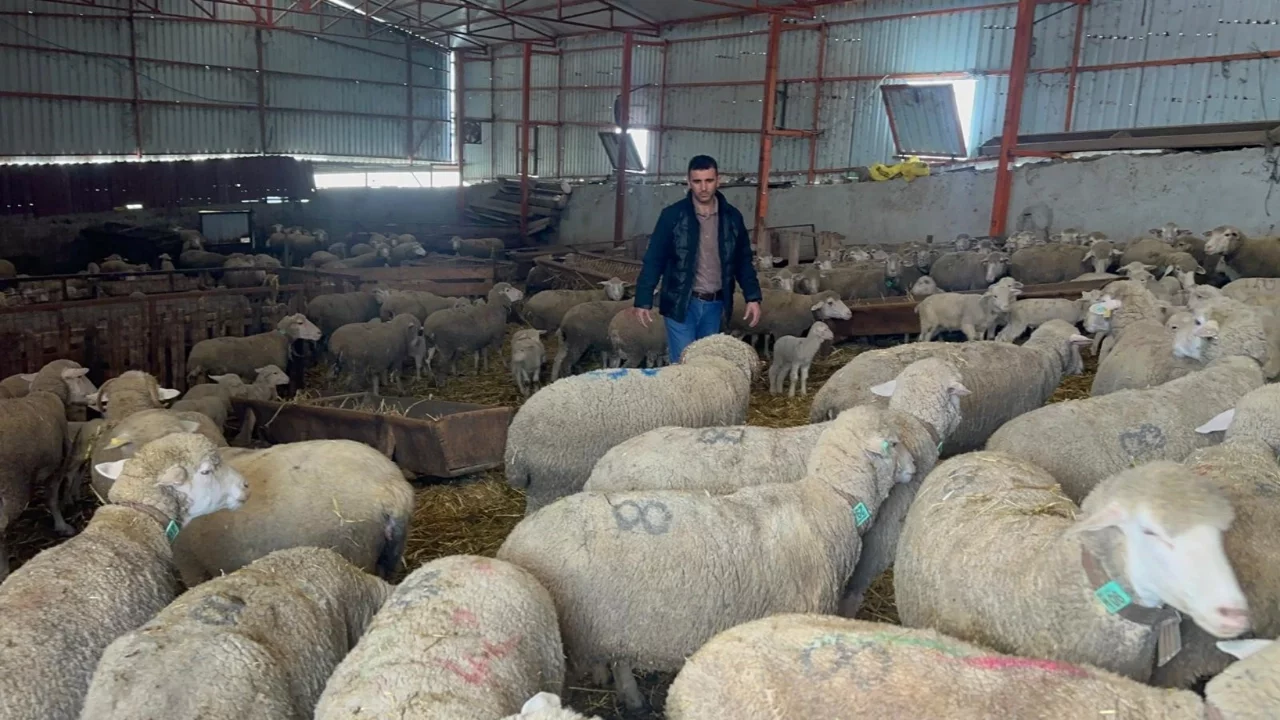 Balıkesir'de Safkan Karacabey merinosu yetiştiriyorlar