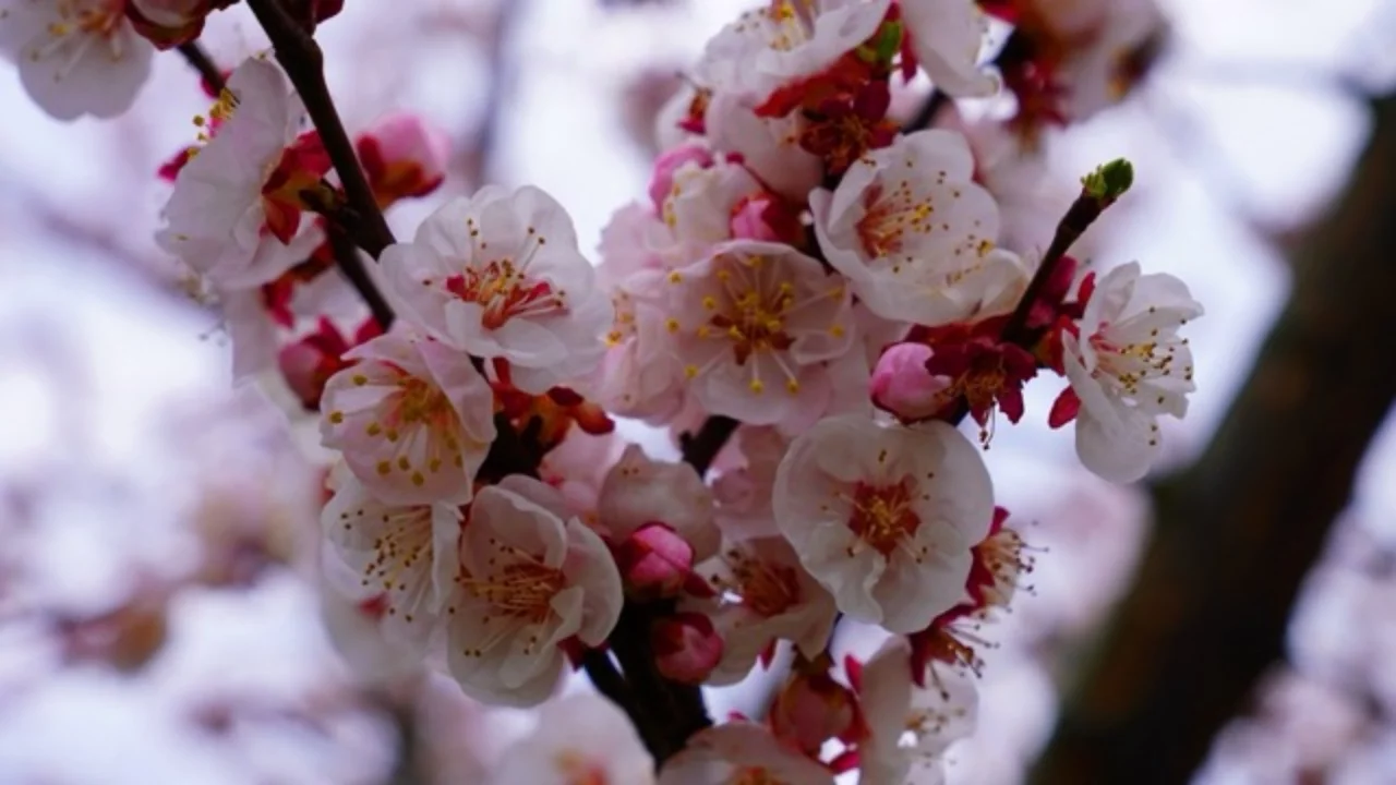 Baharın gelişiyle birlikte İznik çiçek bahçesine büründü