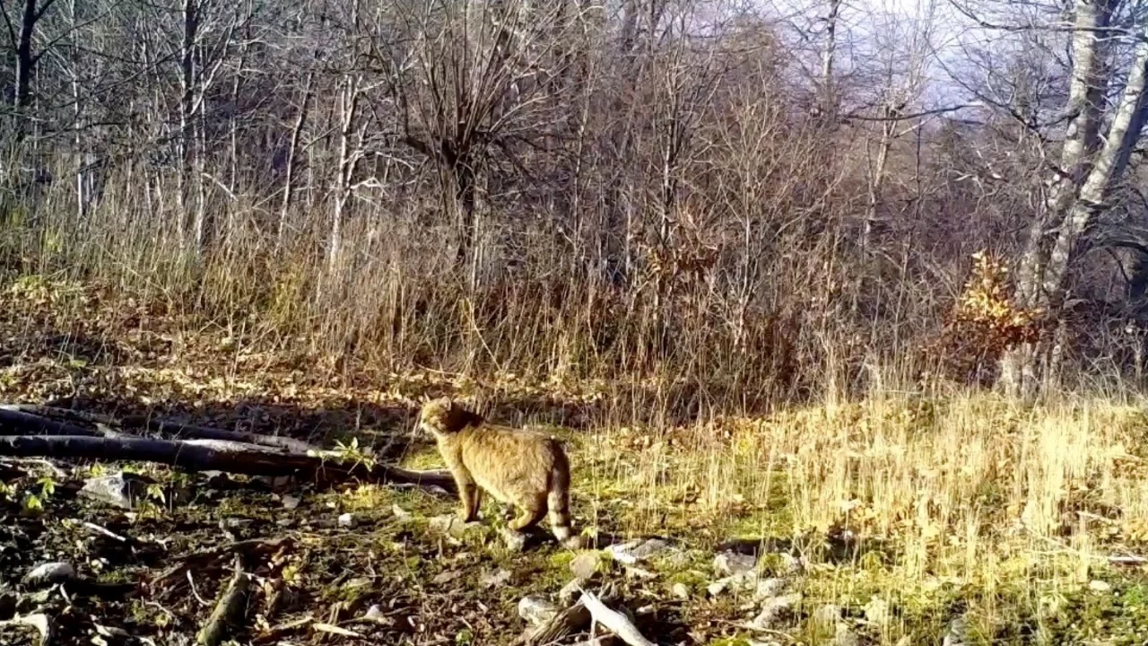 Ormanın gizemli sakini yaban kedisi görüntülendi