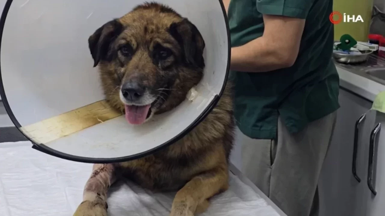 Havladığı için 4 kurşunla vurulan köpek hayata tutundu