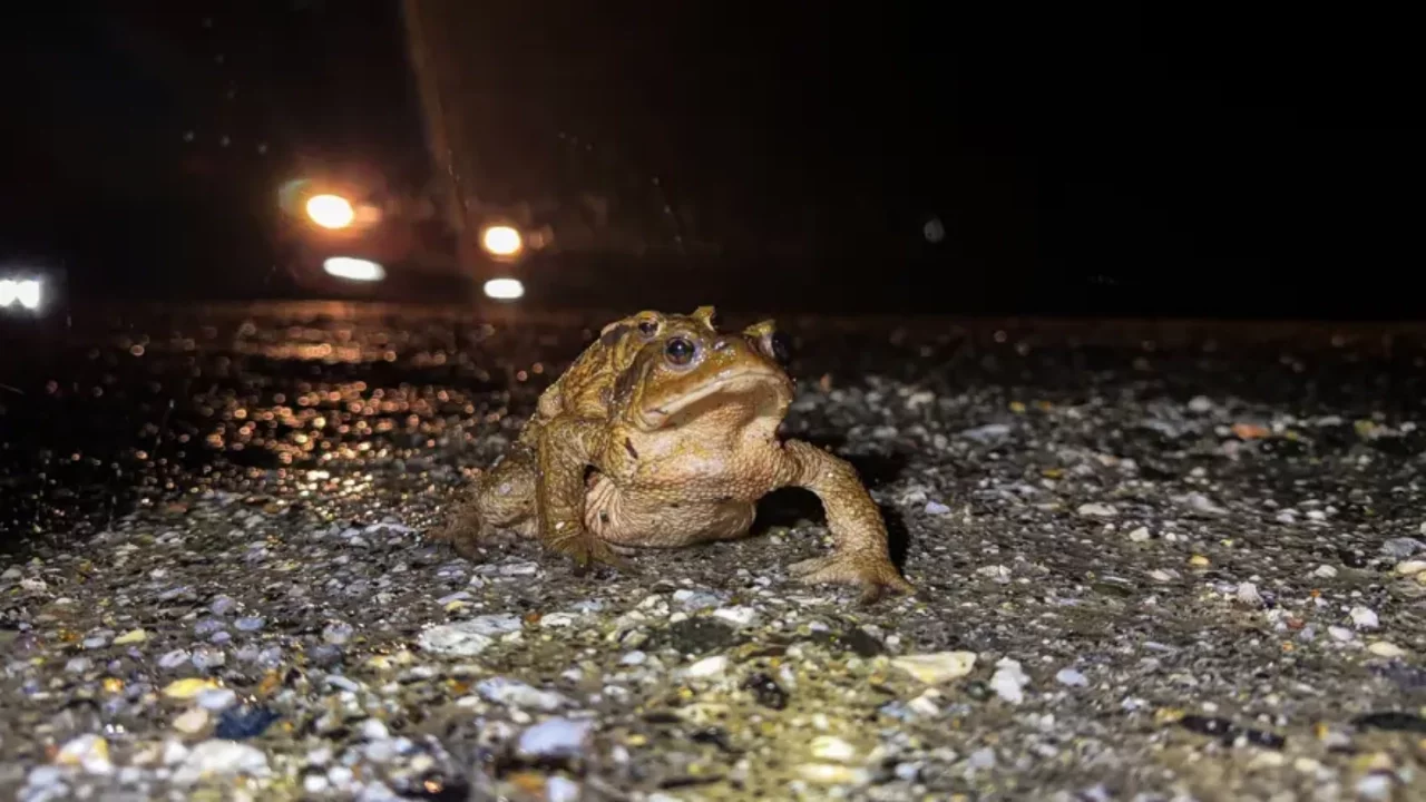 Ormandan gölete 5 bin yıllık göç