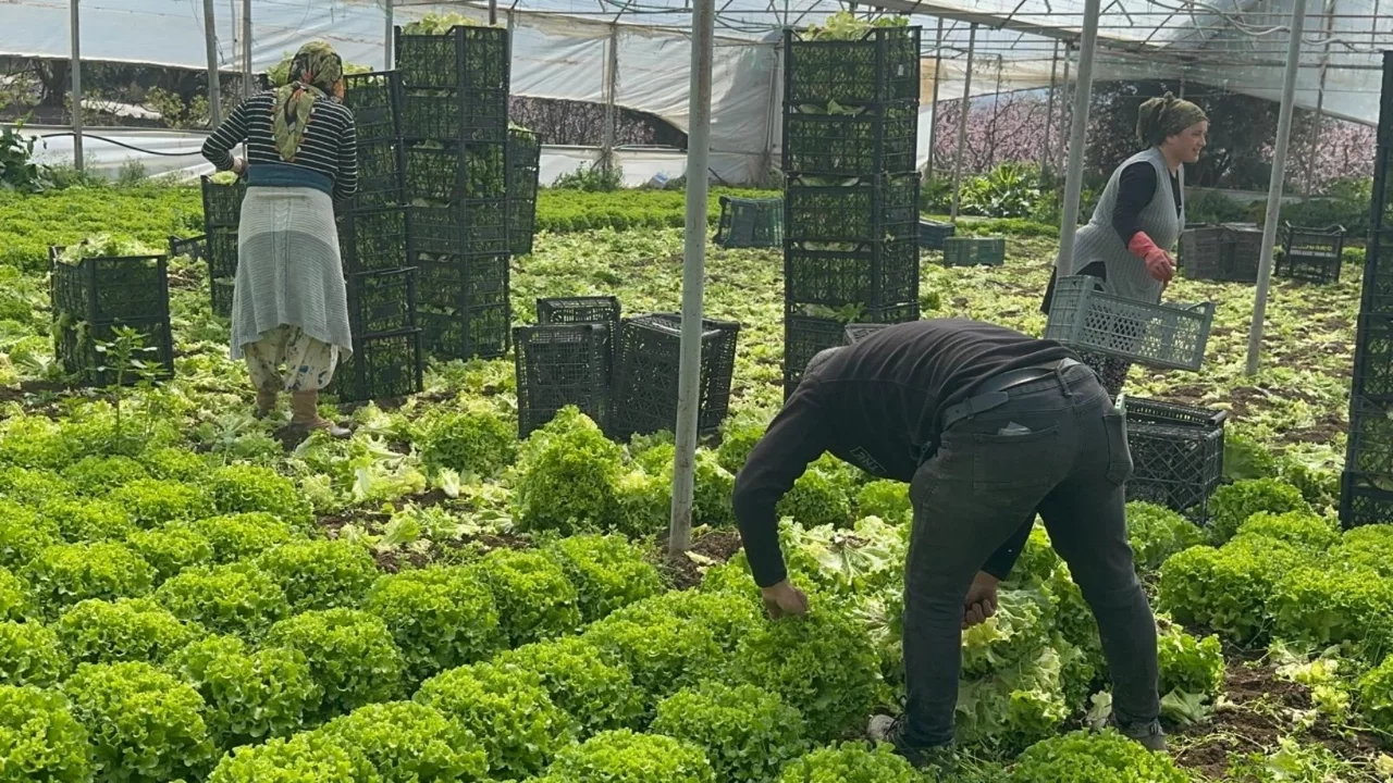 Bursa'da geçen yıl zarar eden çiftçi bu yıl kazandı! Marul fiyatı katlandı