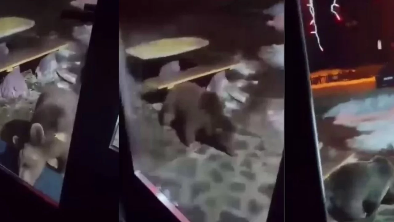 Uludağ'da aç kalan ayı ailesi kameraya yansıdı!